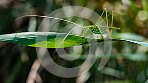 Sauterelle sur une branche verte photo